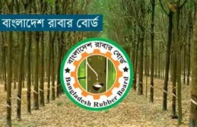 রাবার বোর্ড